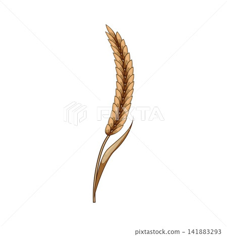 Golden grain ear representing agriculture and harvest 141883293