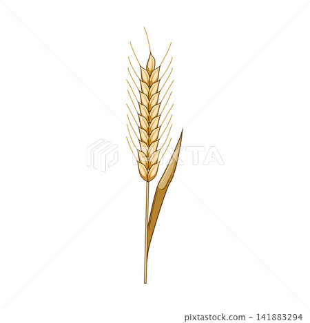 Golden wheat rye cereal grain agriculture plant Golden wheat rye cereal grain agriculture plant 141883294