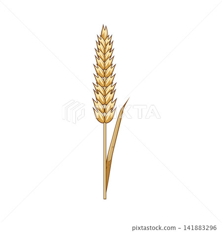 Golden wheat or rye ear illustrating agriculture and harvest 141883296