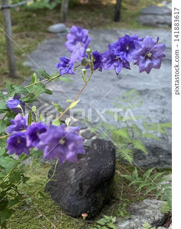 Double-flowered purple morning glories (Kikyo) bloom against the backdrop of stone pavement and moss in a Japanese garden. 141883617