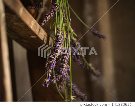 Bunch of lavender flowers hanging in dark room for drying Bunch of lavender flowers hanging in dark room for drying 141883635
