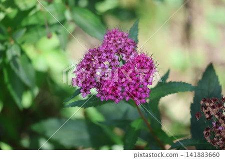 粉紅色花瓣的繡線菊特寫。 粉紅色花瓣的繡線菊特寫。 141883660