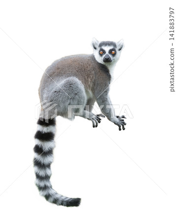 lemur isolated on white background lemur isolated on white background 141883797