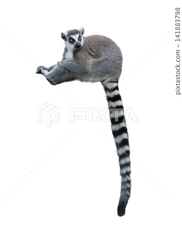 lemur isolated on white background lemur isolated on white background 141883798