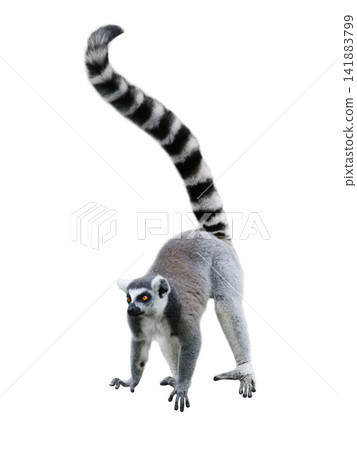 lemur isolated on white background 141883799