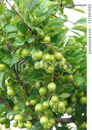 Young crabapple fruit - July 2026 Young crabapple fruit - July 2026 141883888