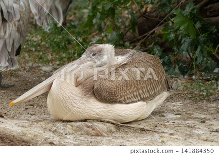 Pelecanus crispus resting in zoo enclosure representing habitat integrity and zoological observation. Pelecanus crispus resting in zoo enclosure representing habitat integrity and zoological observation. 141884350