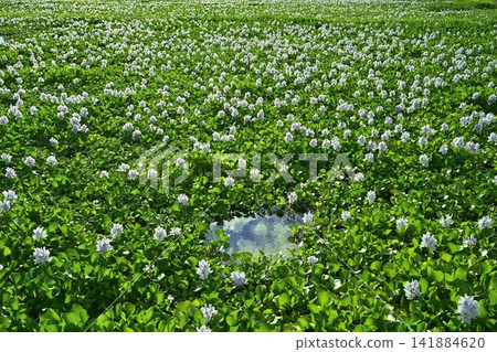 Water hyacinth flower field behind the roadside station in Otone, Kazo City Water hyacinth flower field behind the roadside station in Otone, Kazo City 141884620