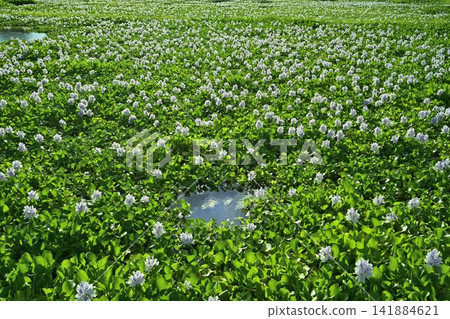 Water hyacinth flower field behind the roadside station in Otone, Kazo City Water hyacinth flower field behind the roadside station in Otone, Kazo City 141884621