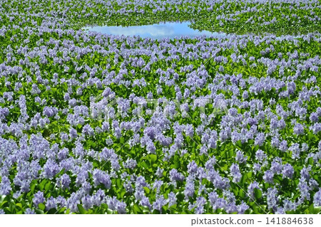Water hyacinth flower field behind the roadside station in Otone, Kazo City Water hyacinth flower field behind the roadside station in Otone, Kazo City 141884638