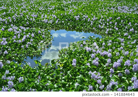 Water hyacinth flower field behind the roadside station in Otone, Kazo City Water hyacinth flower field behind the roadside station in Otone, Kazo City 141884643