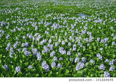 Water hyacinth flower field behind the roadside station in Otone, Kazo City Water hyacinth flower field behind the roadside station in Otone, Kazo City 141884649
