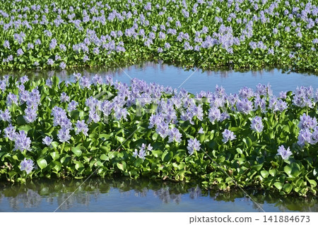 Water hyacinth flower field behind the roadside station in Otone, Kazo City Water hyacinth flower field behind the roadside station in Otone, Kazo City 141884673