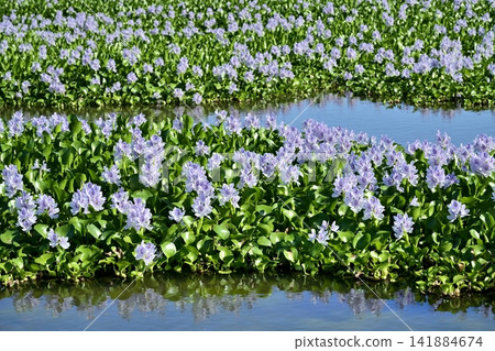 Water hyacinth flower field behind the roadside station in Otone, Kazo City Water hyacinth flower field behind the roadside station in Otone, Kazo City 141884674