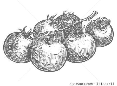 Bunch of tomatoes on a branch in a sketchy style. Vector clip art. Cherry pomidoro lies on a table in engraving style. The hand drawn product labels, recipe cards and kitchen themed designs. Bunch of tomatoes on a branch in a sketchy style. Vector clip art. Cherry pomidoro lies on a table in engraving style. The hand drawn product labels, recipe cards and kitchen themed designs. 141884711