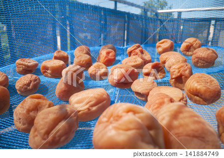 Homemade pickled plums: The process of sun-drying them. 141884749