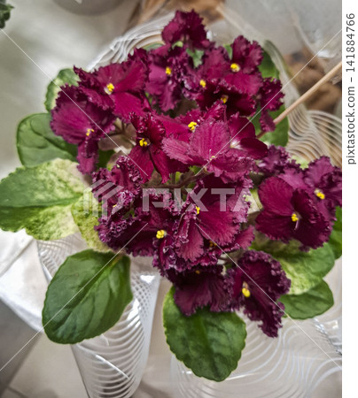 High angle view of blooming wine red African violet with ruffled flowers and variegated leaves in a bright indoor setting High angle view of blooming wine red African violet with ruffled flowers and variegated leaves in a bright indoor setting 141884766