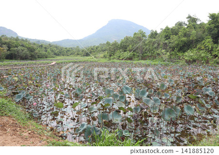 Vietnam, Quang Nam Province, My Son Ruins, My Son Sanctuary Vietnam, Quang Nam Province, My Son Ruins, My Son Sanctuary 141885120