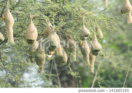 Nest of Bird, Baya Weaver in India Nest of Bird, Baya Weaver in India 141885193