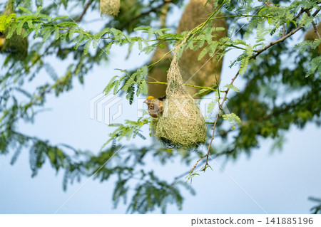 Nest of Bird, Baya Weaver in India Nest of Bird, Baya Weaver in India 141885196