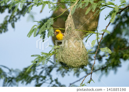 Nest of Bird, Baya Weaver in India Nest of Bird, Baya Weaver in India 141885198
