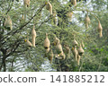 Nest of Bird, Baya Weaver in India 141885212