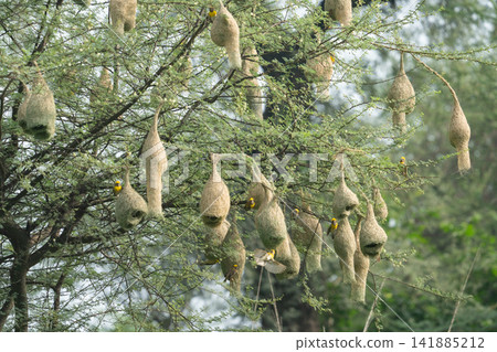Nest of Bird, Baya Weaver in India Nest of Bird, Baya Weaver in India 141885212