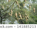 Nest of Bird, Baya Weaver in India 141885213