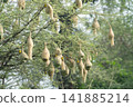 Nest of Bird, Baya Weaver in India 141885214