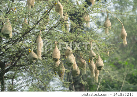 Nest of Bird, Baya Weaver in India Nest of Bird, Baya Weaver in India 141885215