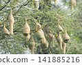 Nest of a Baya Weaver, a bird found in India. 141885216