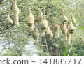 Nest of Bird, Baya Weaver in India 141885217