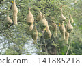 Nest of Bird, Baya Weaver in India 141885218