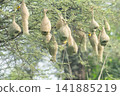 Nest of Bird, Baya Weaver in India 141885219