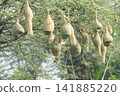 Nest of Bird, Baya Weaver in India 141885220