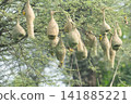 Nest of Bird, Baya Weaver in India 141885221