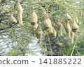 Nest of Bird, Baya Weaver in India 141885222