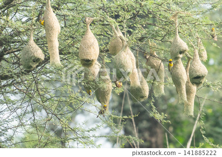 Nest of Bird, Baya Weaver in India Nest of Bird, Baya Weaver in India 141885222