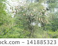 Nest of Bird, Baya Weaver in India 141885323