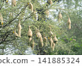 Nest of Bird, Baya Weaver in India 141885324