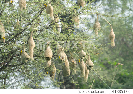 Nest of Bird, Baya Weaver in India Nest of Bird, Baya Weaver in India 141885324