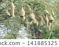 Nest of Bird, Baya Weaver in India 141885325