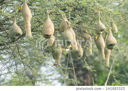 Nest of Bird, Baya Weaver in India Nest of Bird, Baya Weaver in India 141885325