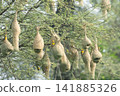 Nest of Bird, Baya Weaver in India 141885326