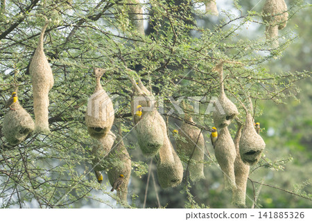 Nest of Bird, Baya Weaver in India Nest of Bird, Baya Weaver in India 141885326