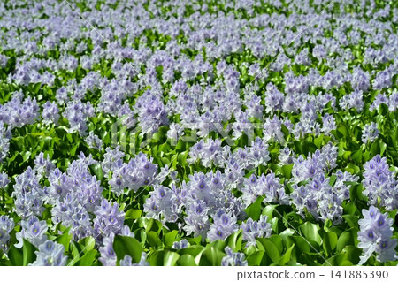 Water hyacinth flower field behind the roadside station in Otone, Kazo City Water hyacinth flower field behind the roadside station in Otone, Kazo City 141885390