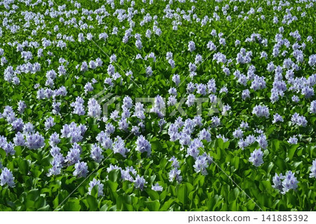 Water hyacinth flower field behind the roadside station in Otone, Kazo City 141885392