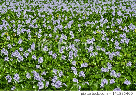 Water hyacinth flower field behind the roadside station in Otone, Kazo City Water hyacinth flower field behind the roadside station in Otone, Kazo City 141885400