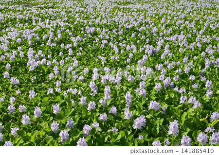 Water hyacinth flower field behind the roadside station in Otone, Kazo City Water hyacinth flower field behind the roadside station in Otone, Kazo City 141885410