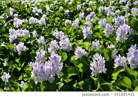 Water hyacinth flower field behind the roadside station in Otone, Kazo City 141885411
